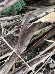 Anolis cristatellus