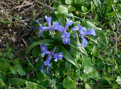 Iris planifolia