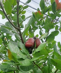 Anacardium occidentale