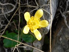 Ranunculus bullatus