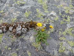 Erigeron aureus