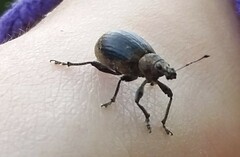 Liophloeus tessulatus