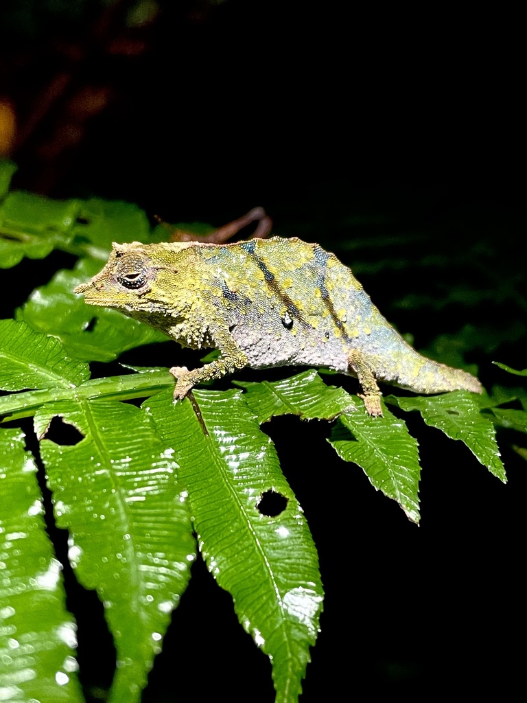 Rhampholeon waynelotteri