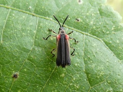 Heterispa vinula