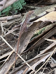 Anolis cristatellus
