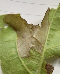 Acrocercops albinatella