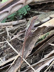 Anolis cristatellus