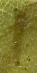 Acrocercops albinatella