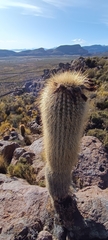 Trichocereus tarijensis