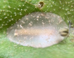 Acrocercops albinatella