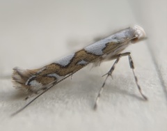 Acrocercops albinatella
