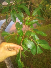 Erythroxylum argentinum