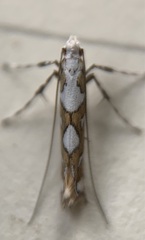 Acrocercops albinatella