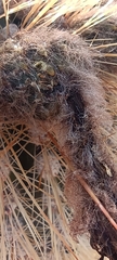 Trichocereus tarijensis