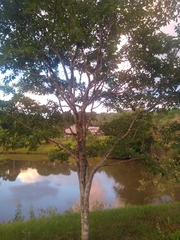 Erythroxylum argentinum