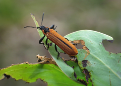 Rhinotia haemoptera