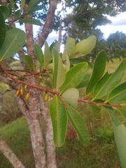 Erythroxylum argentinum