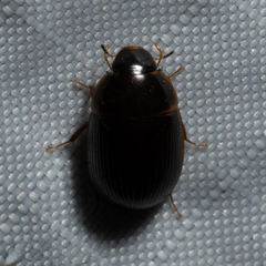 Cymbiodyta bifidus