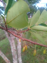 Erythroxylum argentinum