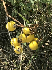 Solanum dimidiatum