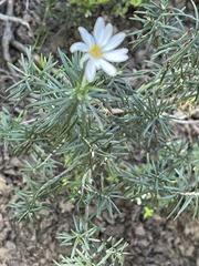 Chiliotrichum diffusum