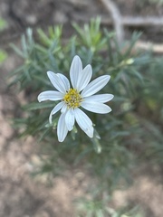 Chiliotrichum diffusum