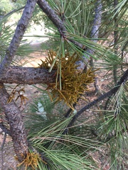 Arceuthobium americanum