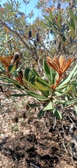 Banksia penicillata
