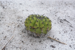 Discocactus pseudoinsignis