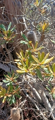 Banksia penicillata