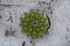 Discocactus pseudoinsignis
