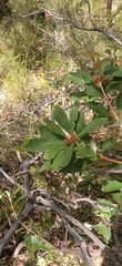 Banksia paludosa