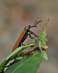 Rhinotia haemoptera