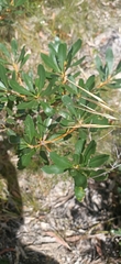 Banksia paludosa