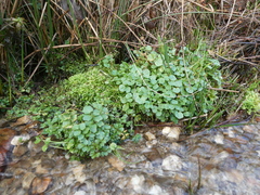 Nasturtium officinale