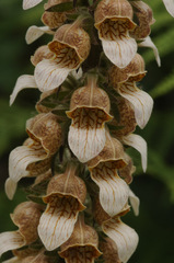 Digitalis lanata