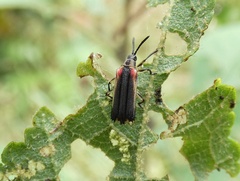 Heterispa vinula