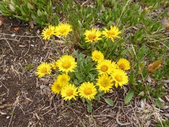 Erigeron aureus