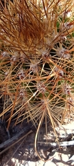 Trichocereus tarijensis