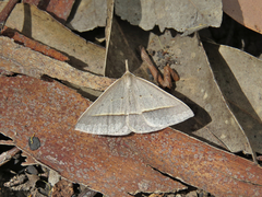 Epidesmia perfabricata