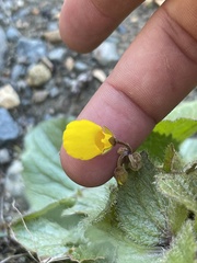 Calceolaria filicaulis