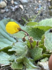 Calceolaria filicaulis