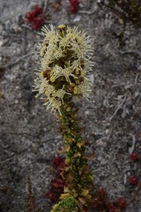Ophryosporus triangularis