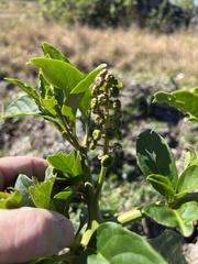 Phytolacca americana rigida
