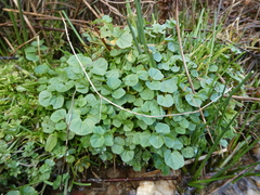 Nasturtium officinale