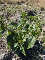 Phytolacca americana rigida