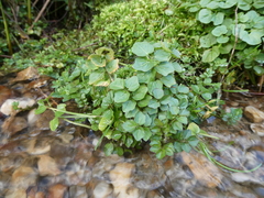 Nasturtium officinale