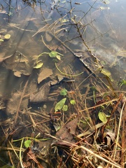 Hydrocotyle ranunculoides