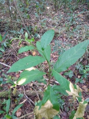 Petiveria alliacea