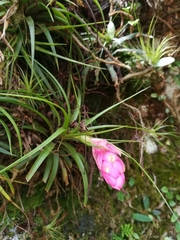 Tillandsia stricta